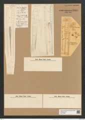Climacosphenia elongata Bail. (de-Toni-Nr.: Genus 87, Species 2982) Zeichnungen Sammlung Grunow Nr. 6081 (NHMW-BOT-W0374600)